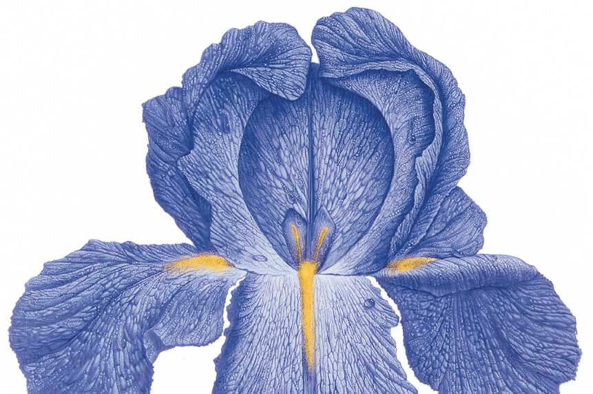 villino-bodensee-iris